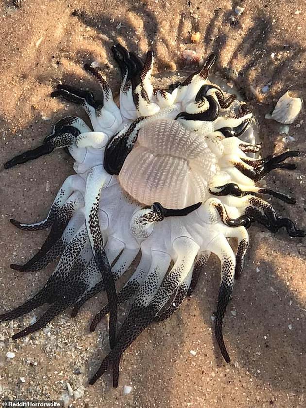 Una criatura jamas vista fue hallada en una playa